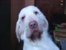 Spinone Italiano di Gianfranco Sacco web.jpg